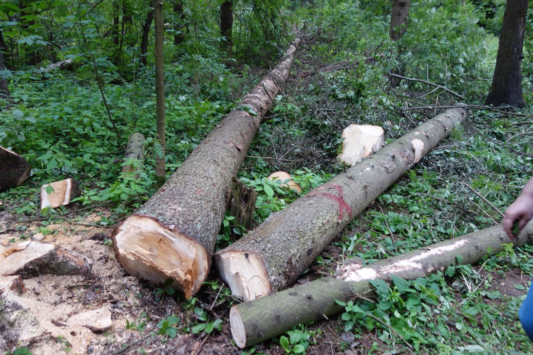 Сон спиленное дерево. Таксация срубленных деревьев. Спиленные деревья в лесу. Таксация срубленного дерева деревьев. Измерения срубленного дерева.